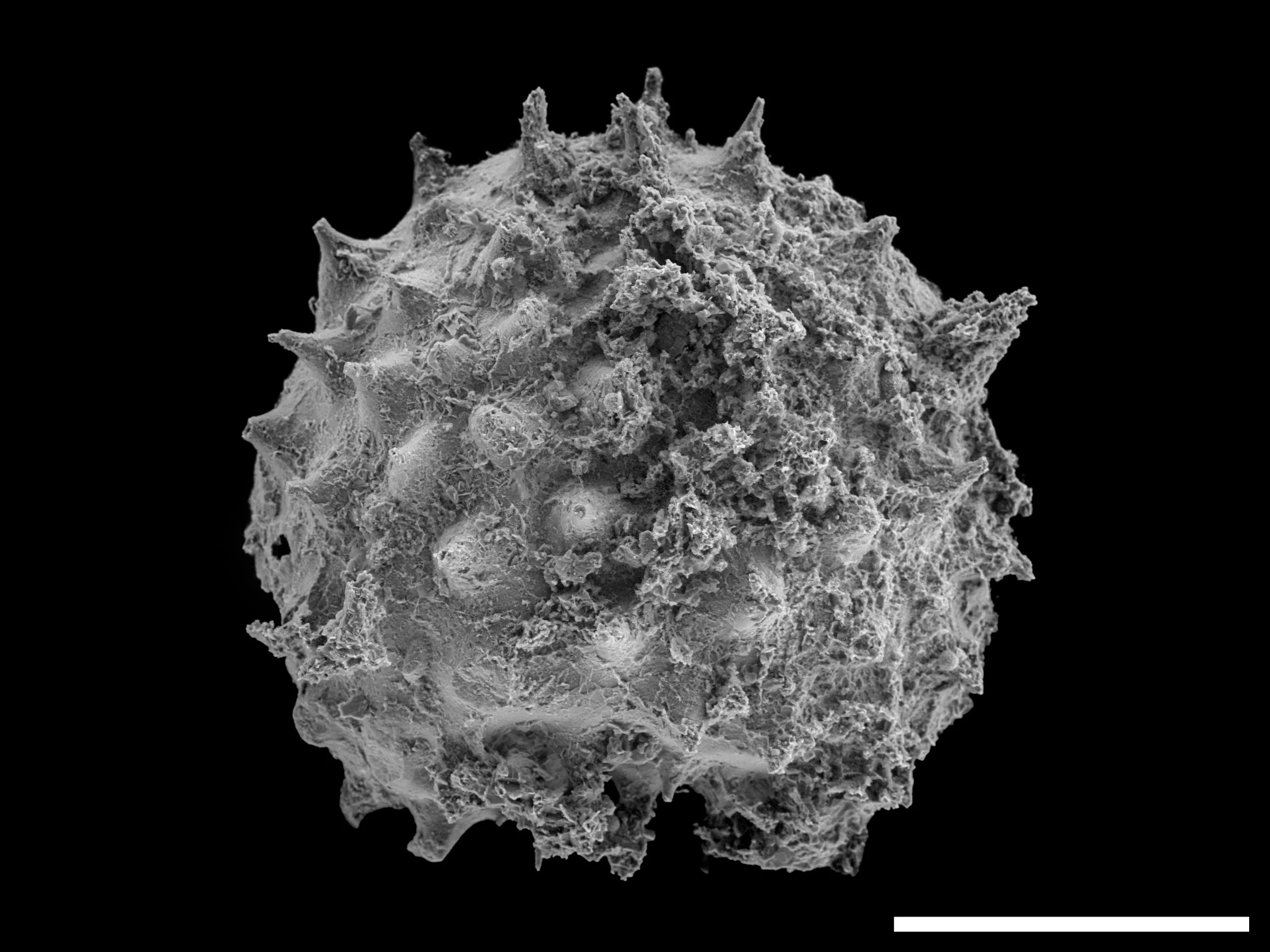 Microfósil de Asterocapsoides wenganensis, procedente de la formación Kheseen, en Mongolia, de finales del Ediacárico o comienzos del Cámbrico.