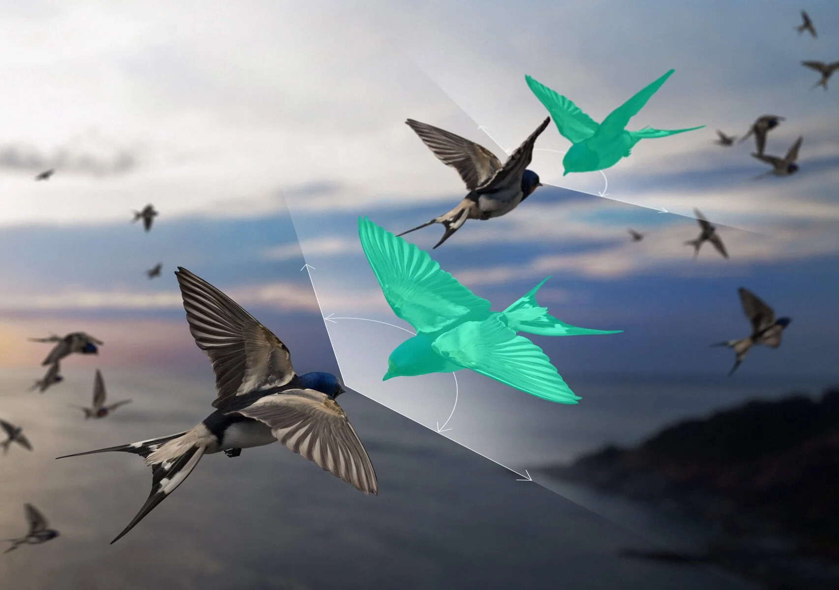 Las aves de una bandada no reaccionan a todos sus vecinos por igual: suelen prestar atención solo a los individuos que tienen delante o a los lados. Esta interacción asimétrica desafía el principio clásico de acción y reacción de Newton.