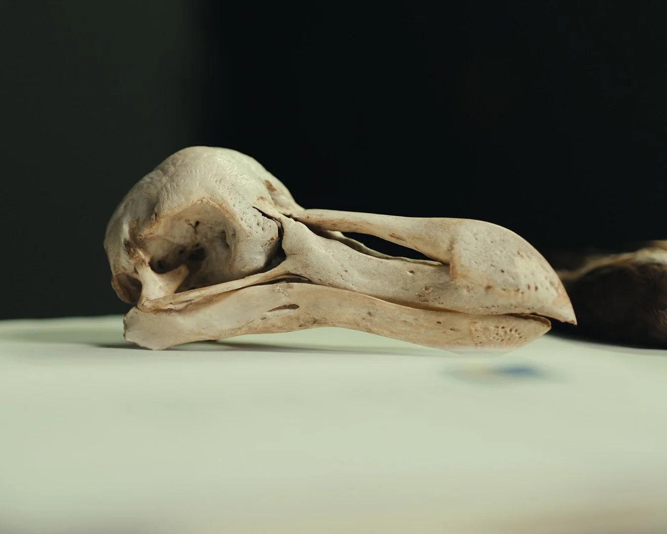 Cráneo de dodo conservado en el Museo de Historia Natural de Dinamarca, uno de los dos únicos ejemplares completos conocidos en el mundo.