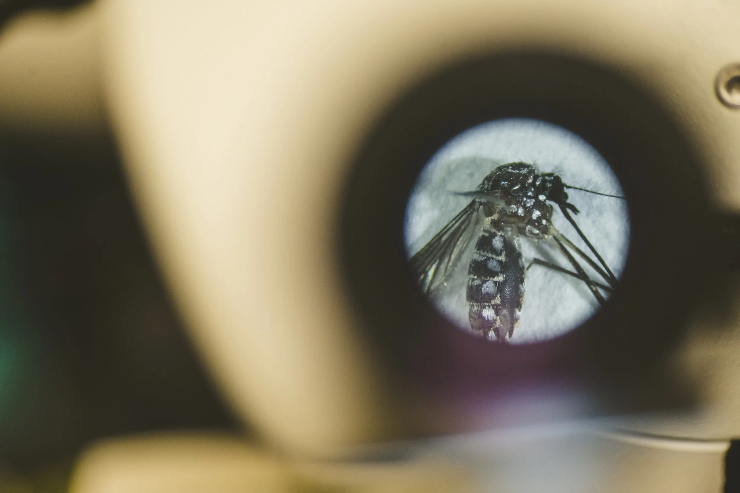 Un mosquito es examinado al microscopio en el laboratorio de Matthew DeGennaro
