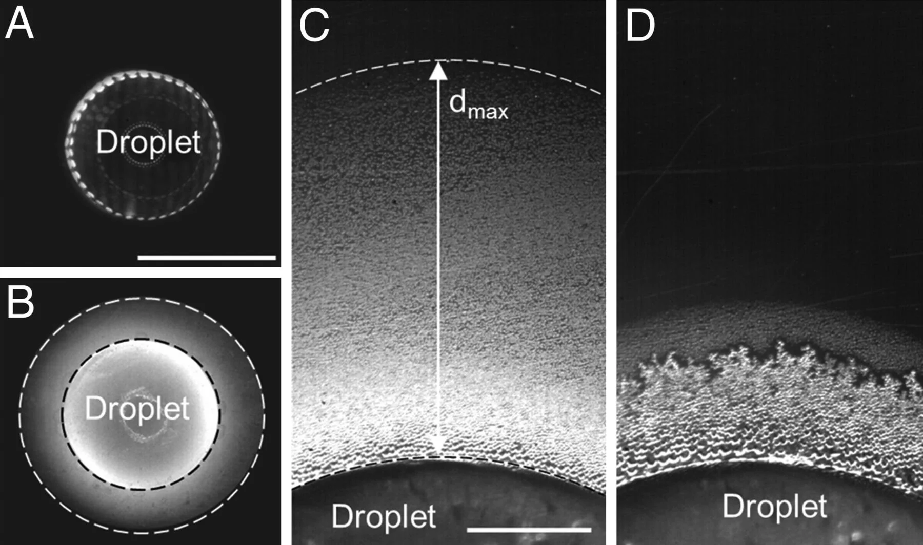 Halo de condensación alrededor de una gota de agua sobreenfriada durante su congelación, observado con microscopía óptica.