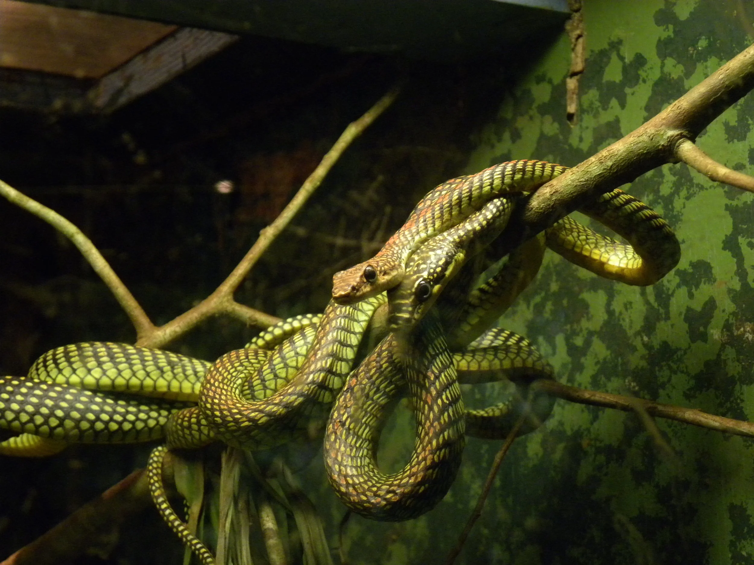 Serpiente voladora Chrysopelea paradisi, capaz de planear entre los árboles mientras mantiene la cabeza relativamente estable.