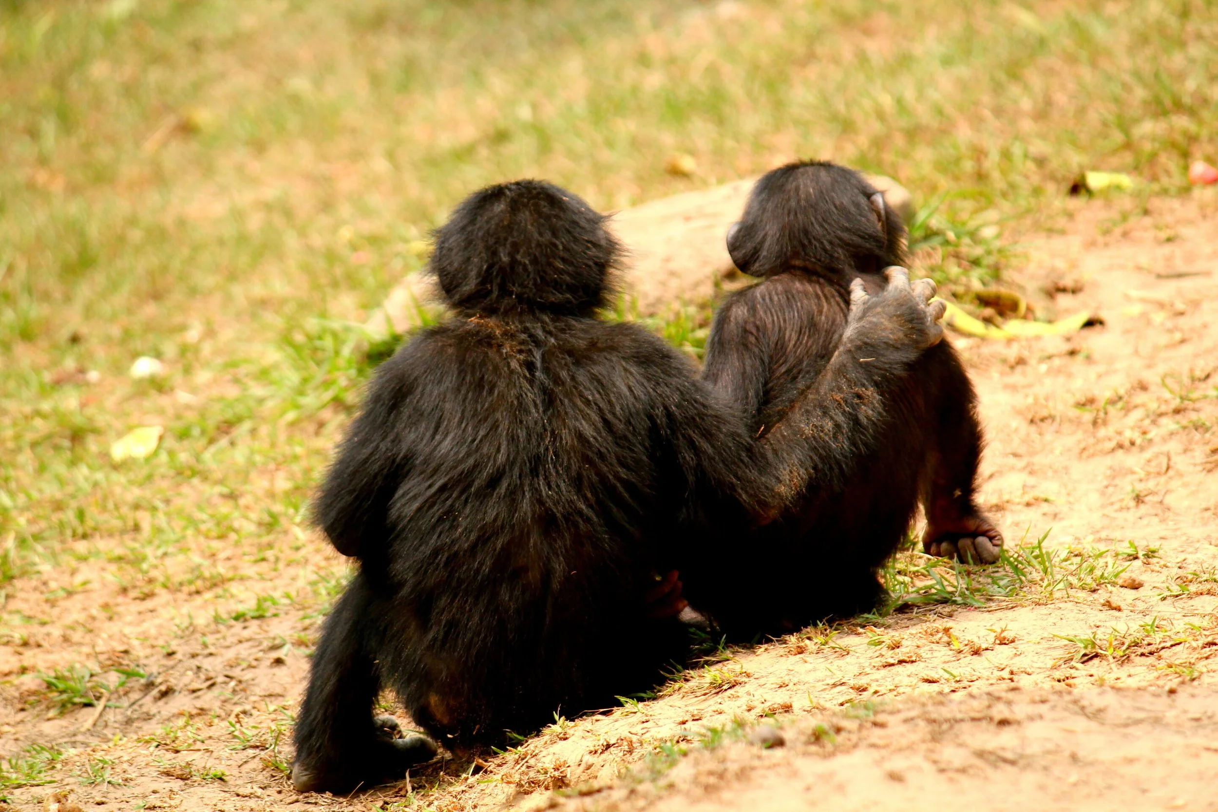 Un joven bonobo consuela con un abrazo a otro juvenil tras un episodio de agresión.