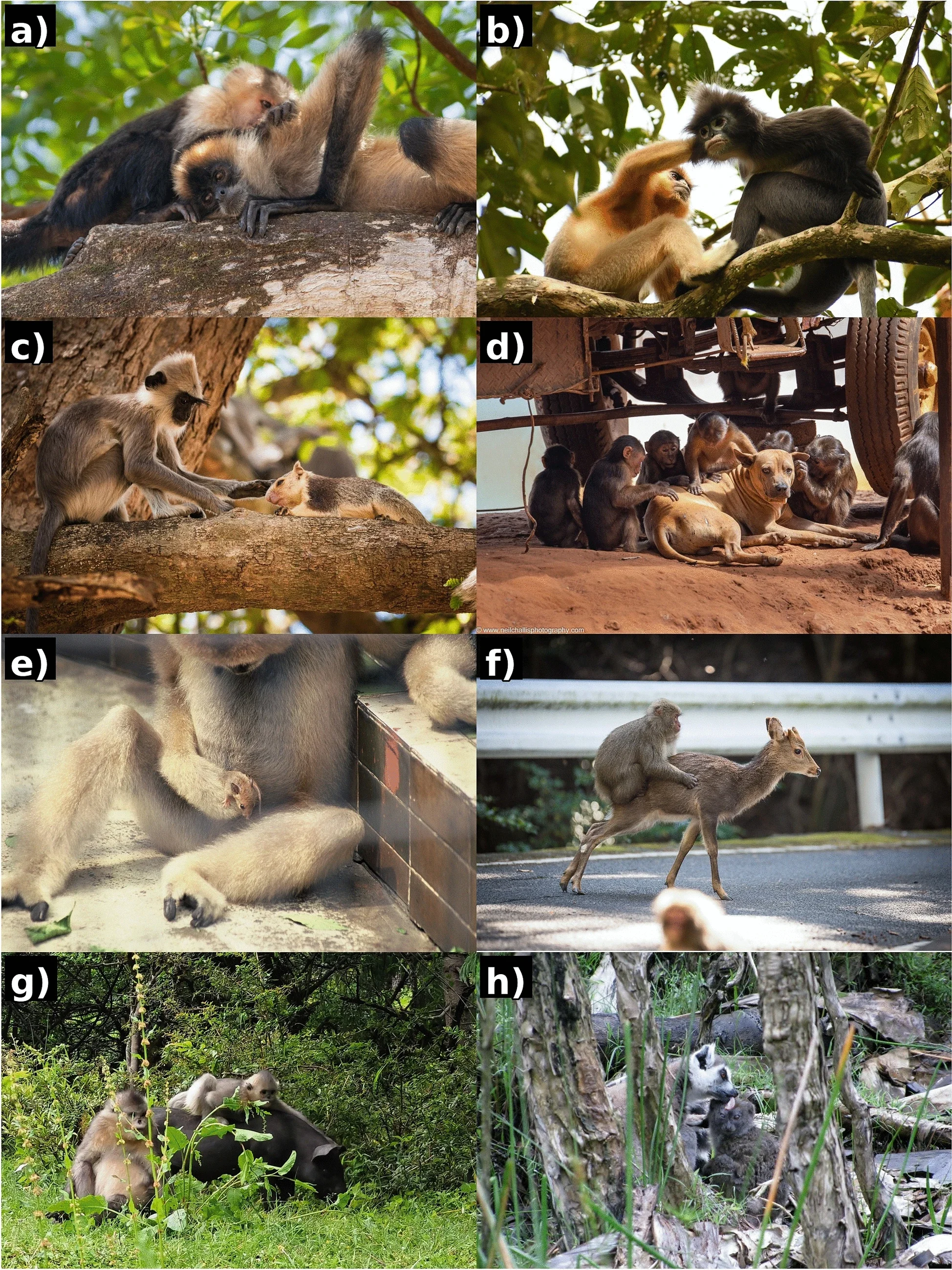 Diversas escenas documentadas por los investigadores muestran que las relaciones amistosas entre primates y otras especies son mucho más frecuentes de lo que se pensaba.