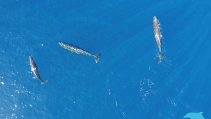 Por primera vez, los biólogos marinos han podido grabar en vídeo, con ayuda de drones, un comportamiento que conocían los balleneros pero que la ciencia nunca había documentado