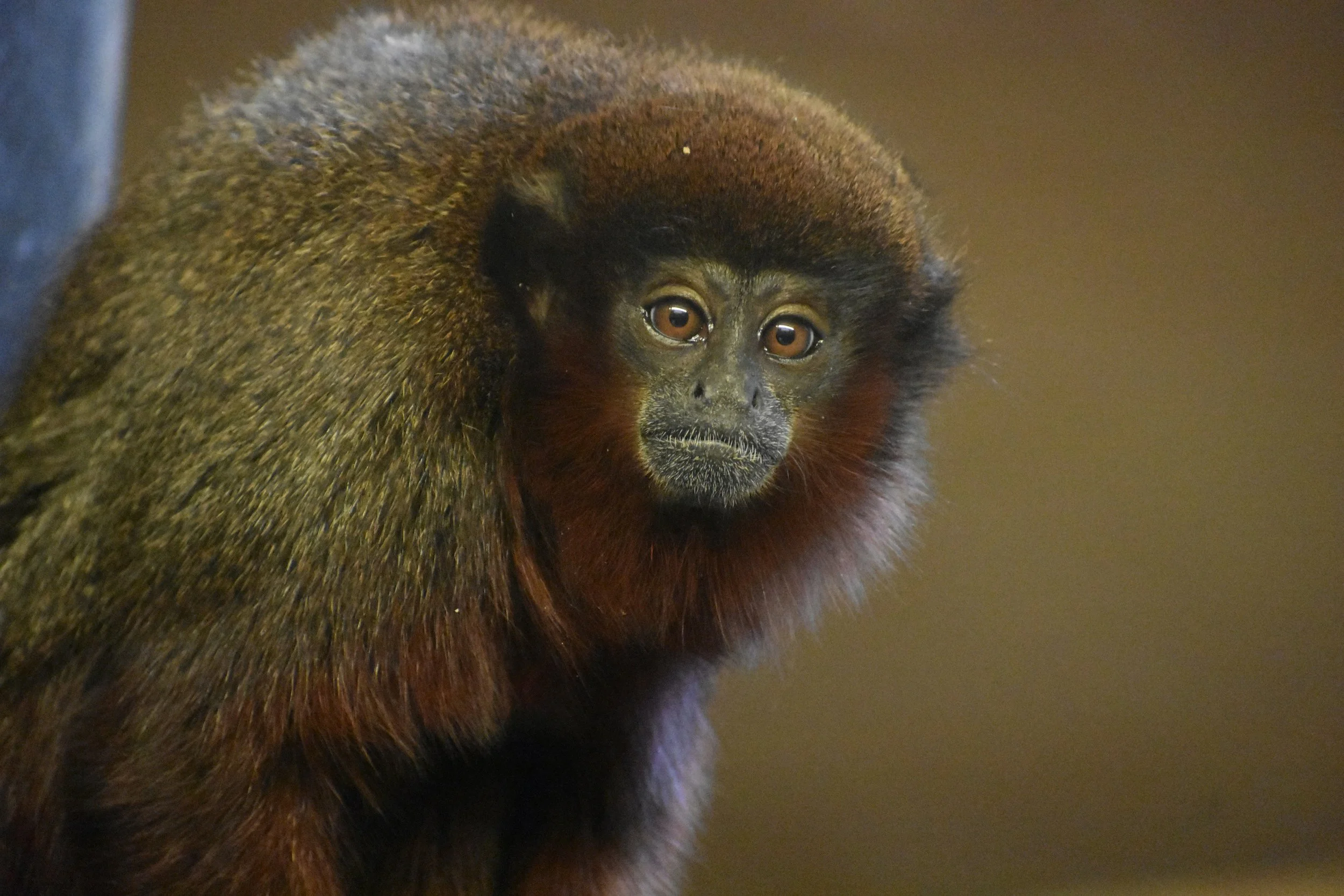 Especies pequeñas, como los titíes, tienen menor esperanza de vida porque parten con un mayor riesgo inicial de mortalidad y envejecen más rápido.