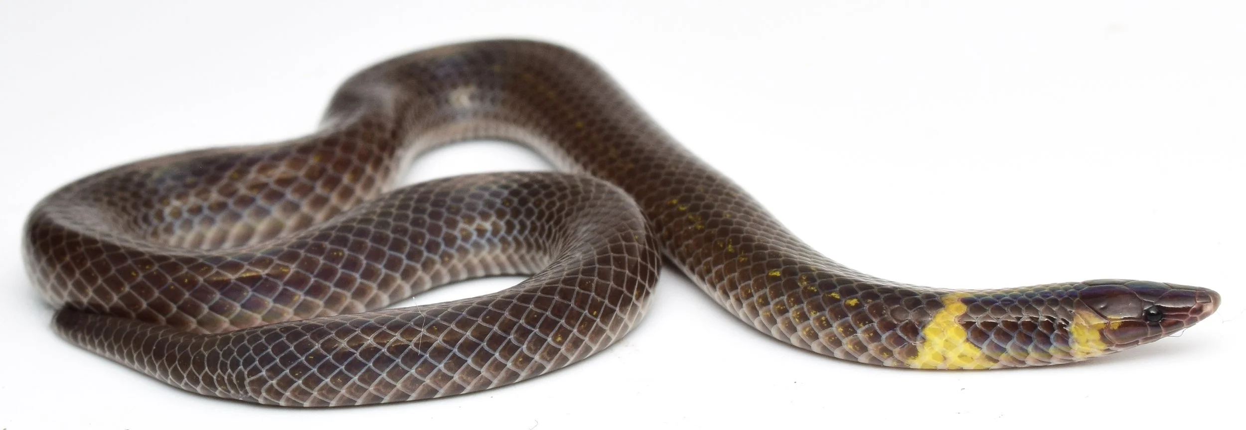 Ejemplar de Pseudorabdion saravacense, una de las serpientes enanas de los juncos estudiadas por los investigadores.