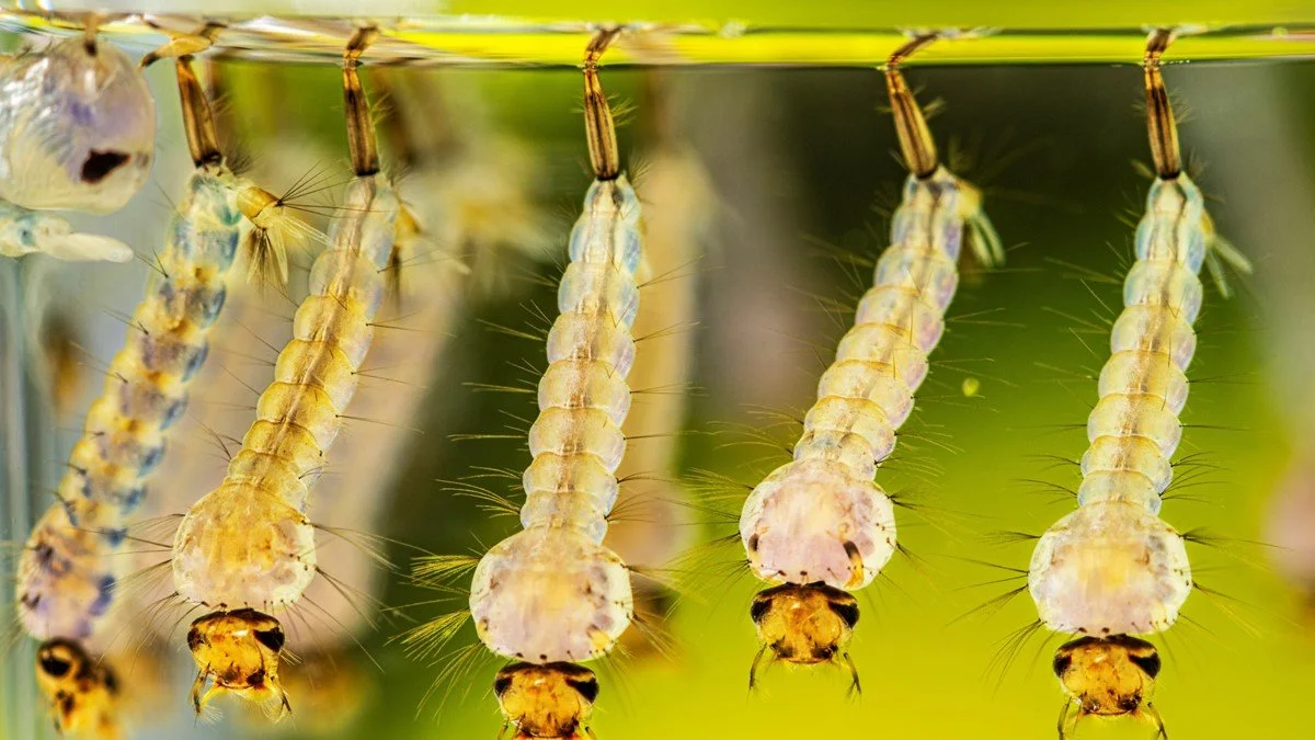 Larvas de mosquitos del género Culex suspendidas bajo la superficie del agua, donde transcurre esta fase de su desarrollo antes de convertirse en pupas y, posteriormente, en mosquitos adultos.