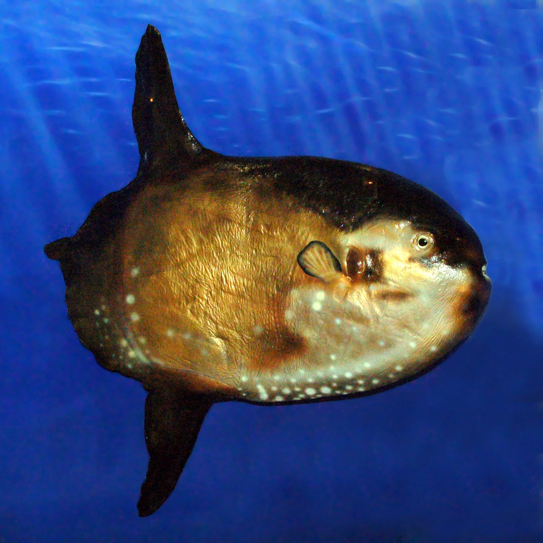 El pez luna de cola afilada (Masturus lanceolatus) es uno de los peces óseos más grandes del mundo y una de las presas favoritas de algunas poblaciones de orcas del golfo de California.