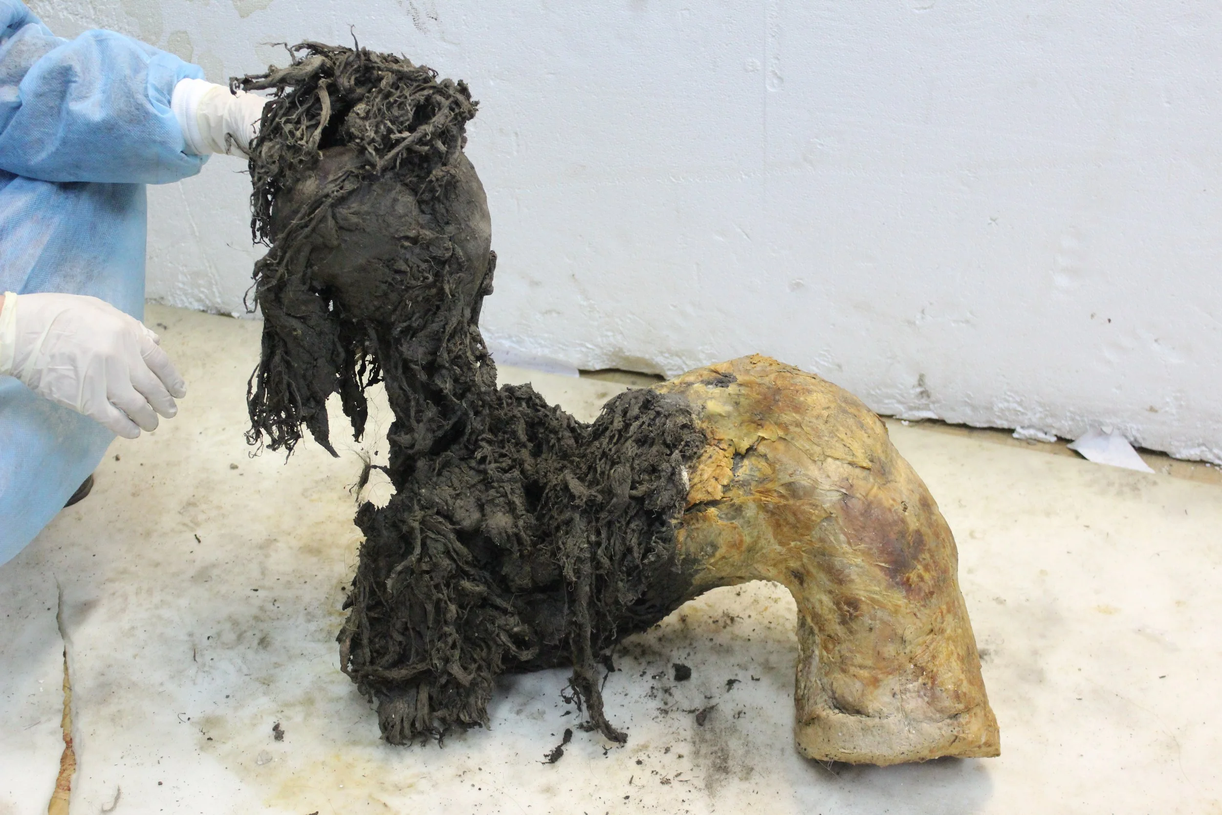 Una de las patas del mamut Yuka, que muestra la excepcional conservación de la parte inferior tras retirarse la piel, lo que permitió recuperar moléculas de ARN antiguo.