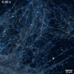 Vídeo de neuronas en cultivo observado a alta velocidad. Los destellos de luz muestran cómo las células nerviosas liberan pequeñas cantidades de glutamato