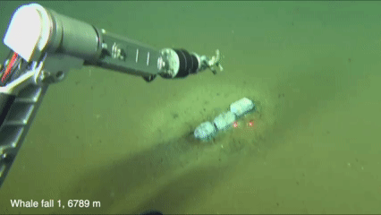Imágenes captadas por el sumergible Fendouzhe en laZona de Diamantina, en el océano Índico, donde los investigadores documentaron comunidades activas de caídas de ballenas y cientos de fósiles de cetáceos repartidos por el fondo marino.