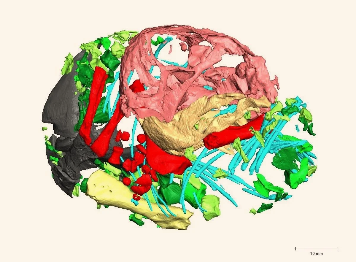 Reconstrucción 3D del esqueleto del embrión de Lystrosaurus, obtenida mediante escaneado de alta resolución que permite visualizar en detalle su desarrollo dentro del huevo.