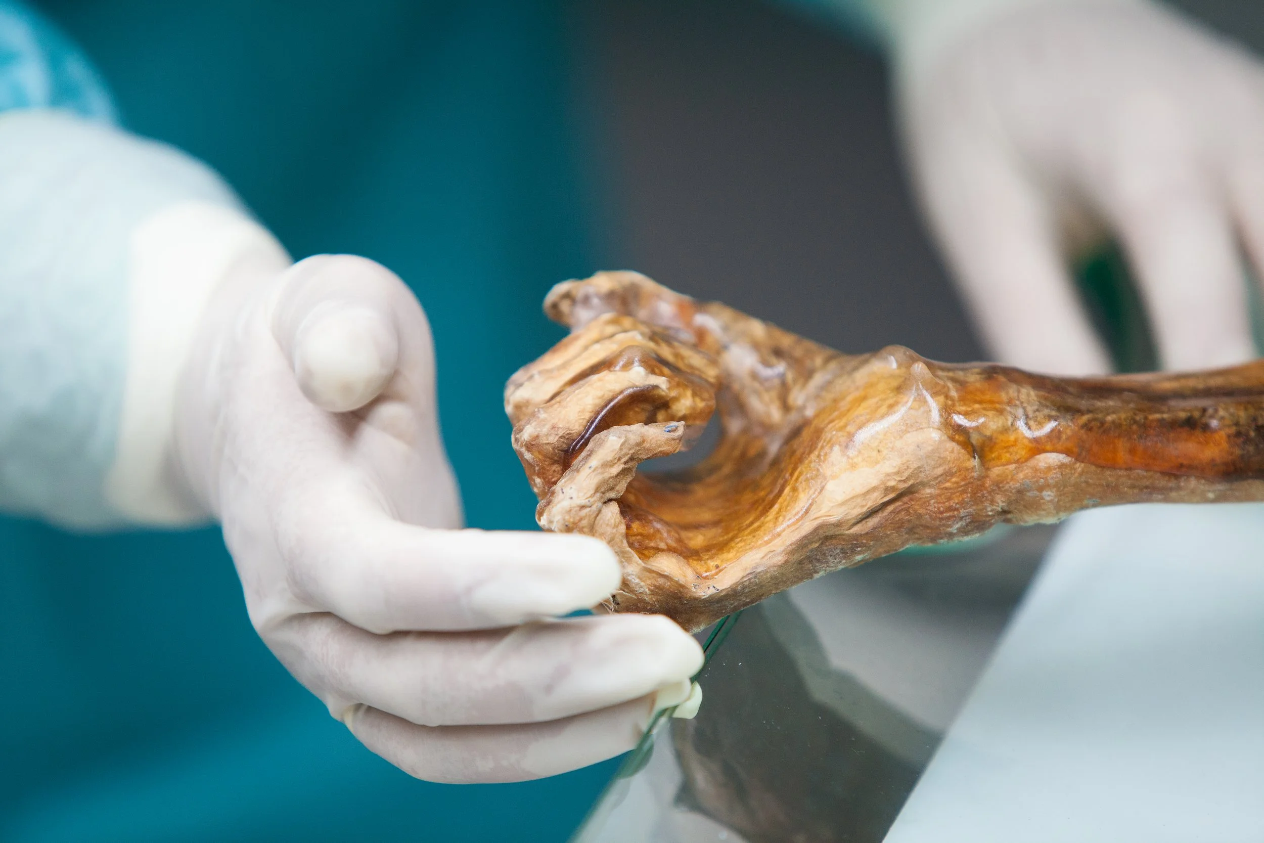Una mano enguantada sostiene uno de los tejidos momificados de Ötzi durante las tareas de conservación. El Hombre de Similaun se mantiene desde hace décadas en una cámara frigorífica a -6 °C y con un 99 % de humedad relativa