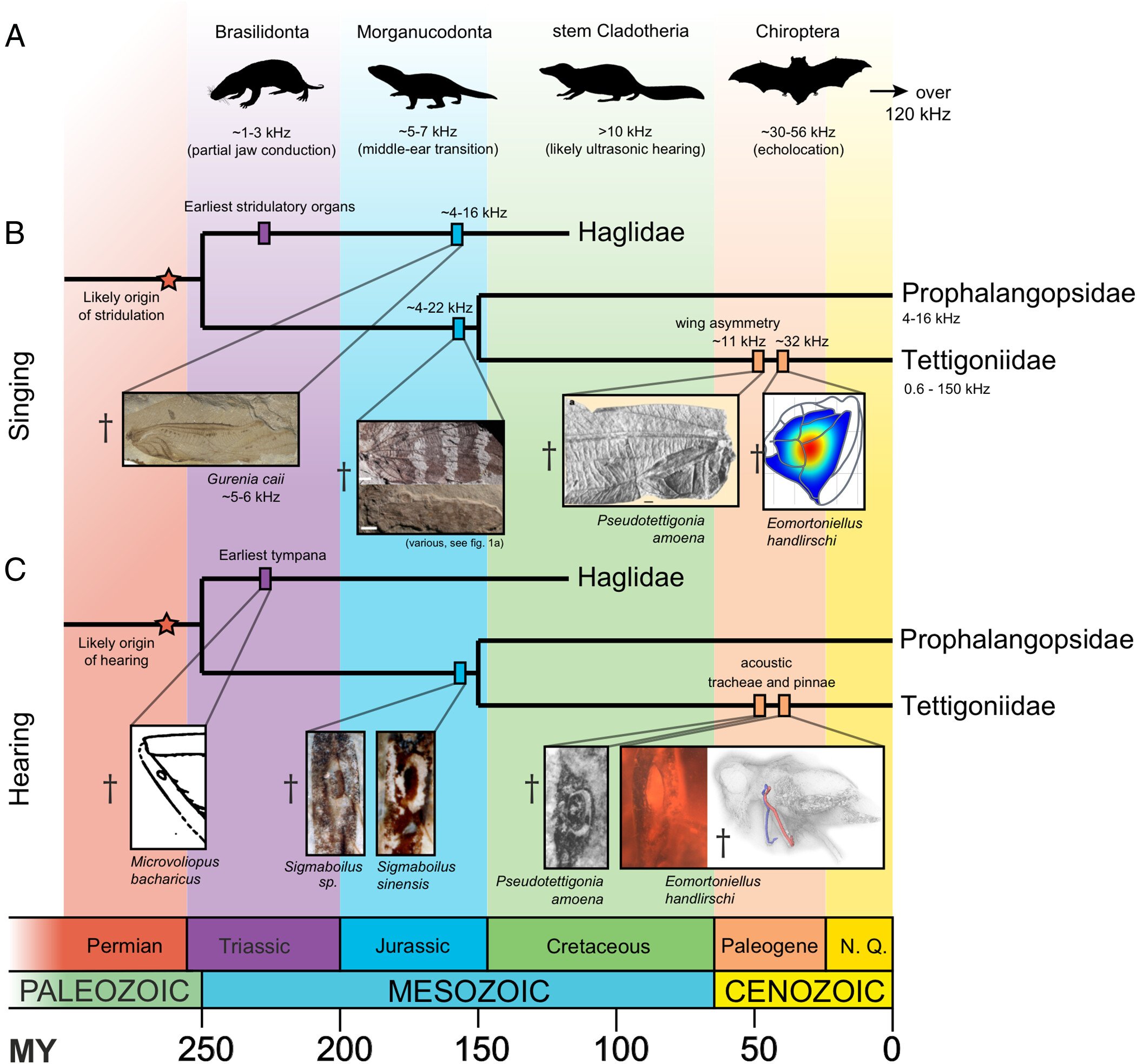 Evolución propuesta del canto y la audición en los insectos ensíferos, comparada con el aumento de la sensibilidad auditiva de los mamíferos y sus antepasados.