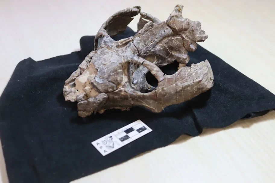 Cráneo del ejemplar de Chiniquodon theotonicus analizado en el estudio. Sus huesos han conservado señales microscópicas que indican que este cinodonto de hace unos 236 millones de años probablemente daba a luz en lugar de poner huevos.