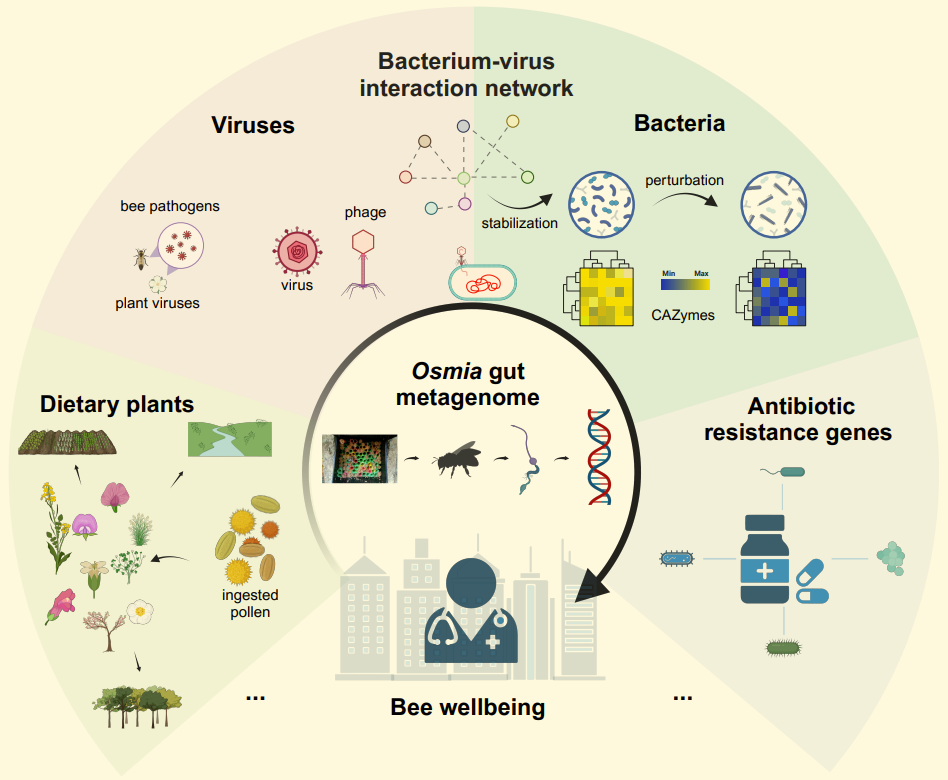 La secuenciación metagenómica del intestino de la abeja silvestre Osmia excavata permite identificar su dieta, el microbioma, los virus y los genes de resistencia a antibióticos, revelando presiones ambientales ocultas en el entorno urbano.