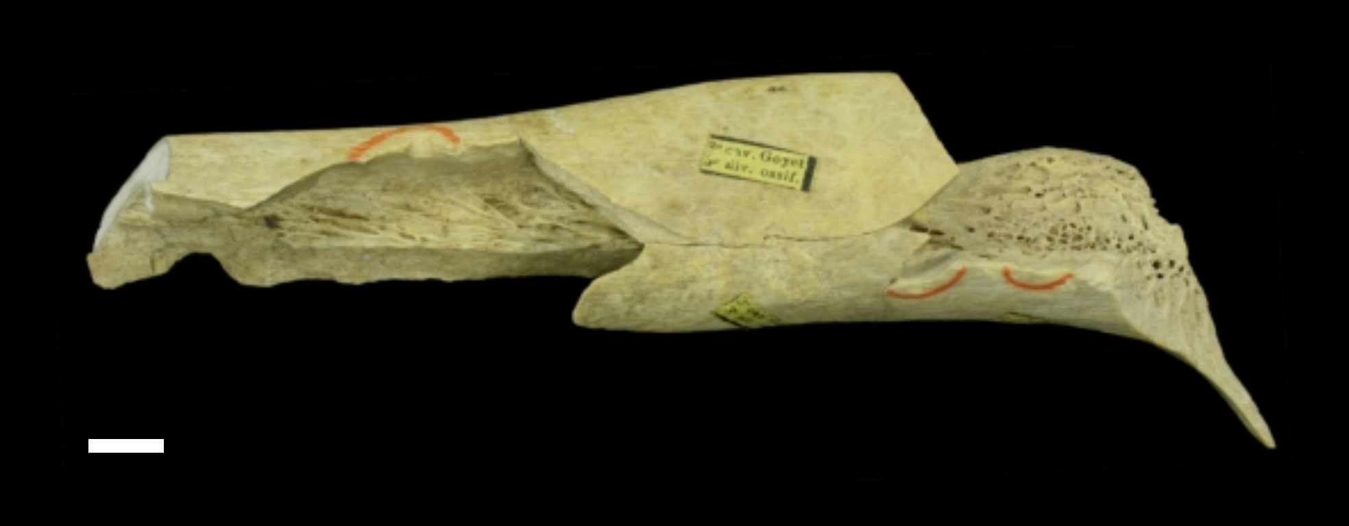 Fragmento de fémur neandertal hallado en las cuevas de Goyet (Bélgica).