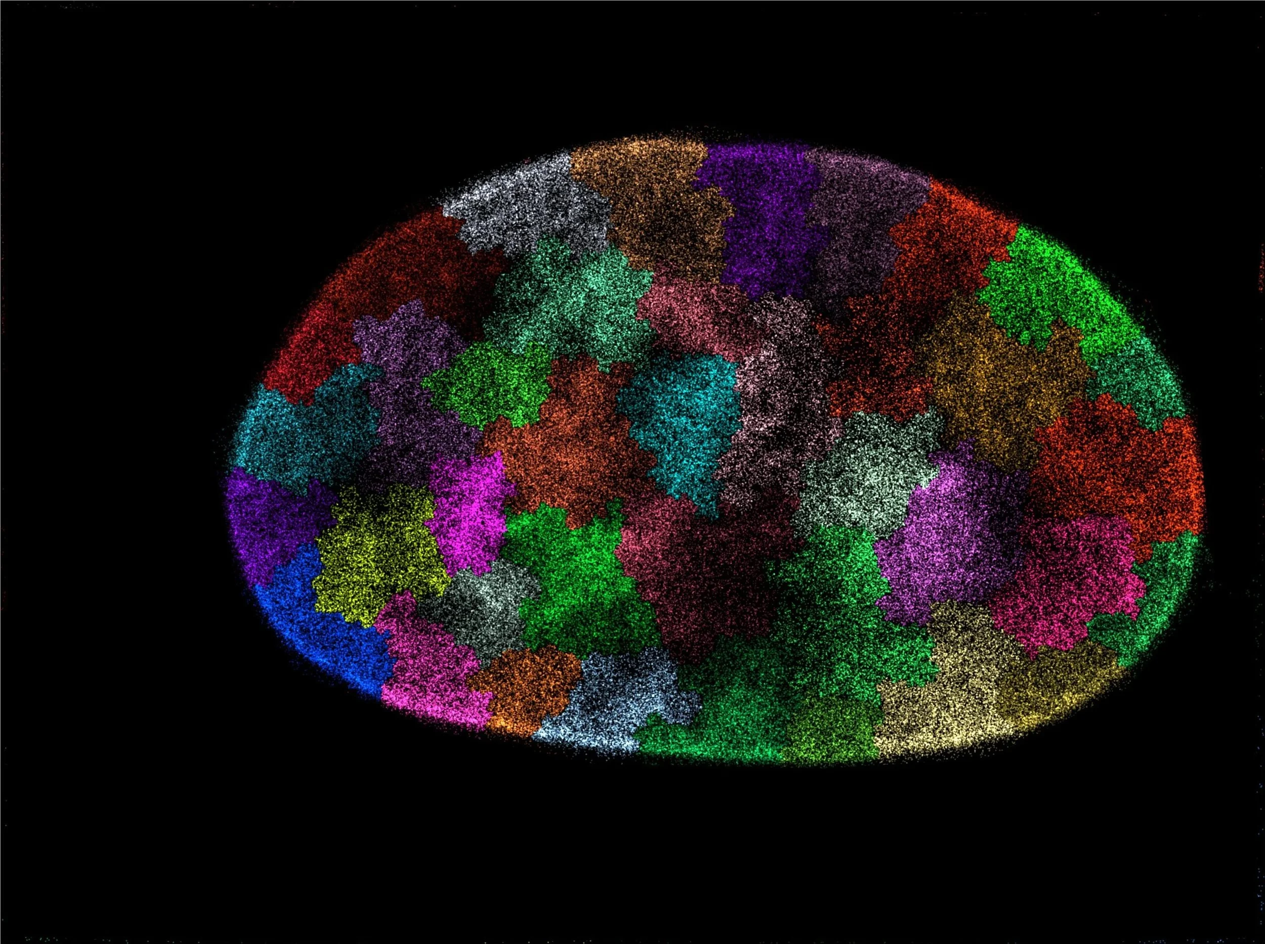 La organización 3D del ADN es clave para regenerar los tejidos, según un nuevo estudio
