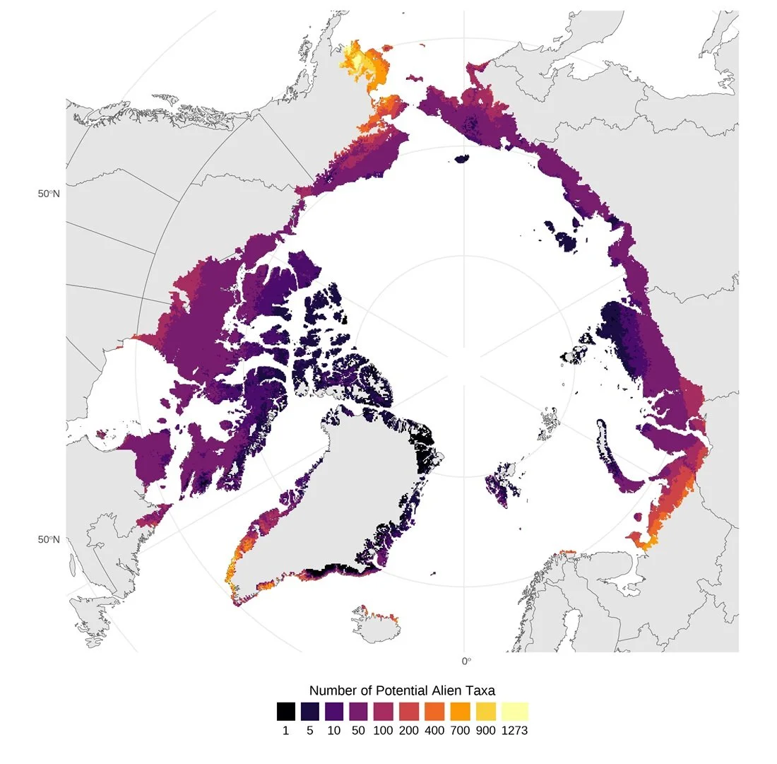 Mapa de las zonas del Ártico con mayor riesgo de acoger nuevas plantas exóticas: cuanto más claro es el color, mayor es el número de especies potenciales por kilómetro cuadrado.