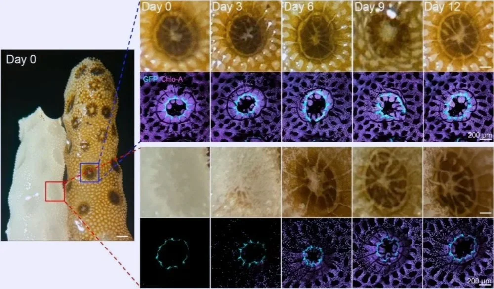 Las imágenes microscópicas muestran cómo las algas simbióticas de un coral sano recolonizan otro blanqueado en apenas 12 días, iniciando su recuperación.