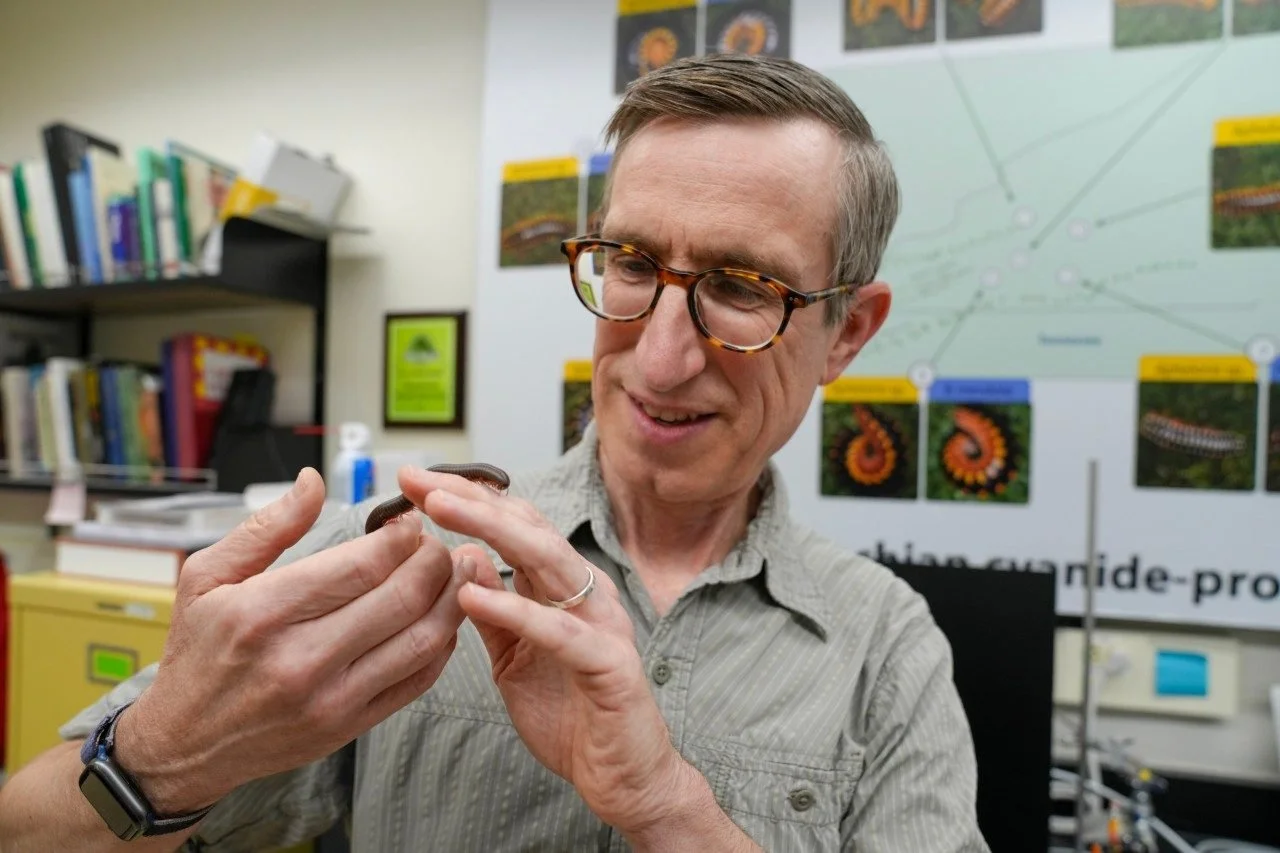 El entomólogo Paul Marek sostiene un milpiés en su laboratorio de Virginia Tech.