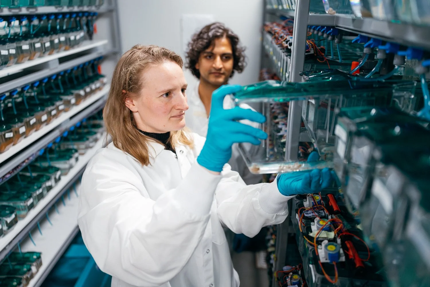 Bedbrook extrae un tanque con killis africanos de una estantería mientras Nath observa cómo lo hace.