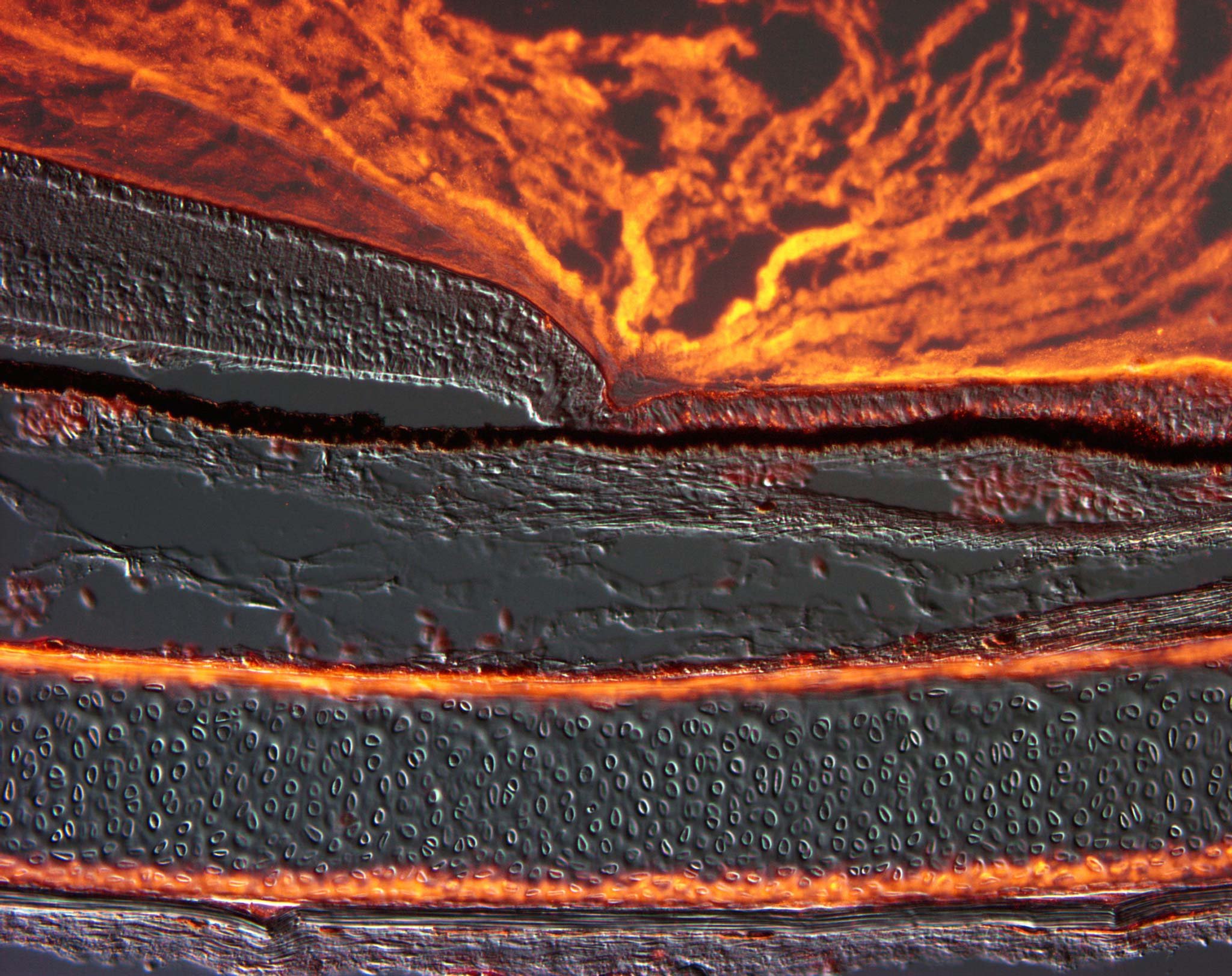 Corte microscópico de la retina, el tejido que transforma la luz en señales para el cerebro. El nuevo estudio busca activar sus neuronas supervivientes cuando los fotorreceptores se deterioran.