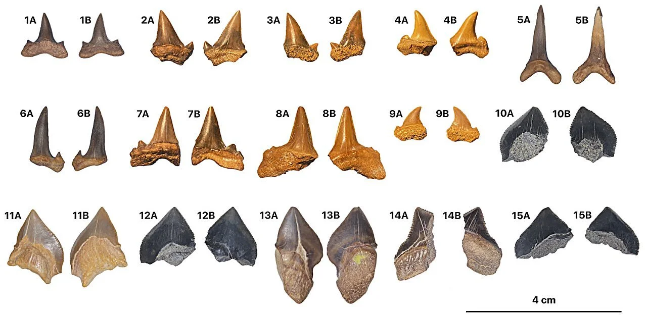 Dientes fósiles de tiburones lamniformes recuperados en la formación de Duwi, en Egipto.
