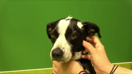 Colocación de los electrodos de EEG en uno de los perros del experimento de la Universidad Eötvös Loránd.