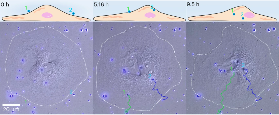 Seguimiento durante 9,5 horas de dos nanopartículas fotosensibles que penetran en una célula cultivada en el laboratorio. Las líneas de colores muestran sus trayectorias hacia el interior celular.
