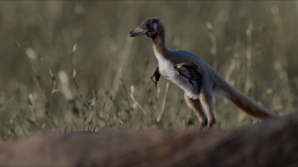 Alnashetri pertenece al grupo de los alvarezsáuridos, dinosaurios de aspecto aviano caracterizados por sus diminutos dientes y brazos cortos rematados en una única y poderosa garra en el pulgar