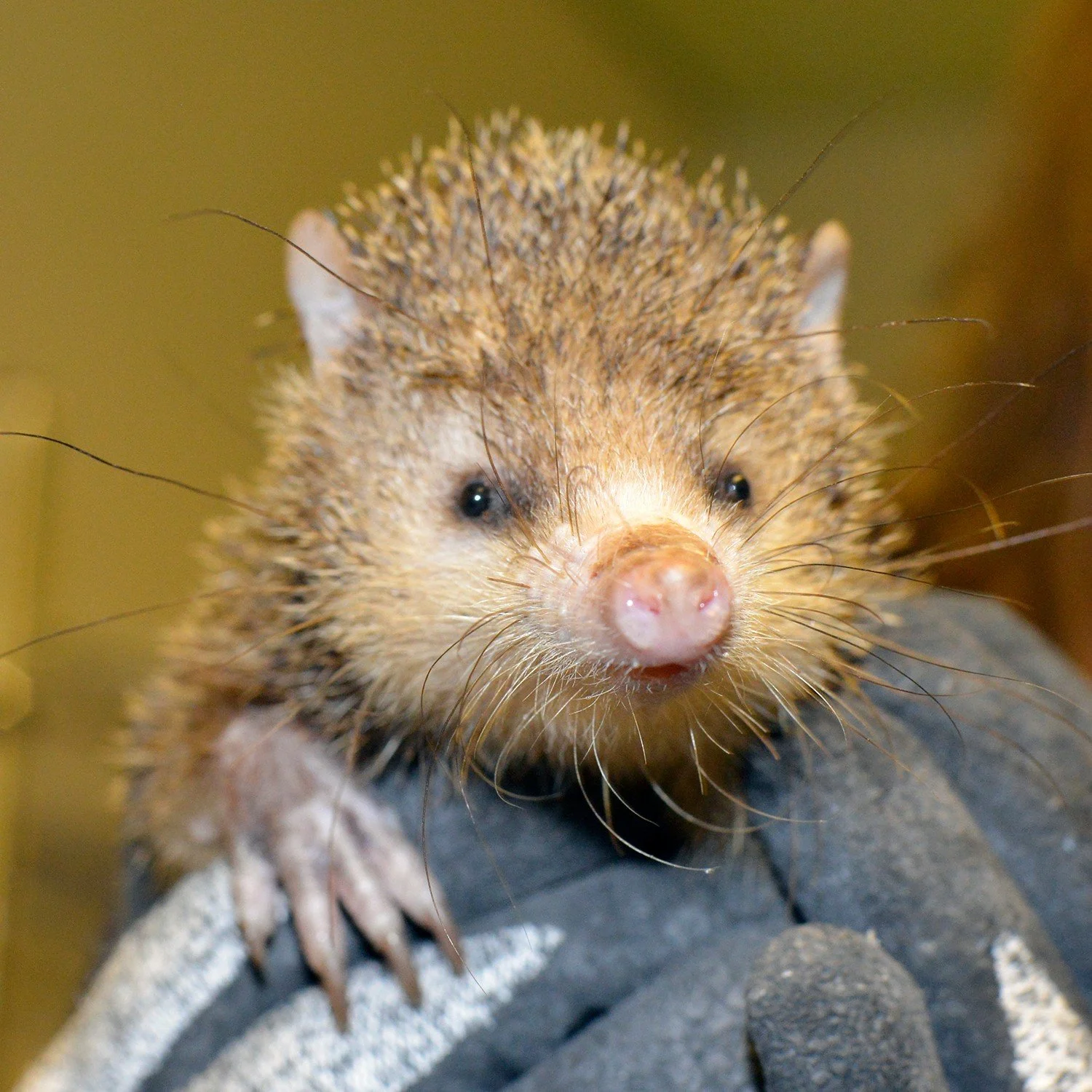 El equipo de investigación analizó los genes del tenrec, un mamífero placentario primitivo.