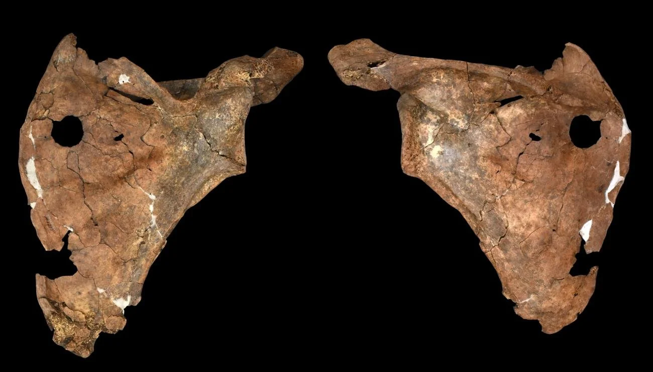 Vistas ventral (izquierda) y dorsal (derecha) de la escápula de Shanidar A, el neandertal de hace 75.000 años. La perforación circular de 15 milímetros pudo ser causada por una lanza de madera que le provocó una herida mortal.