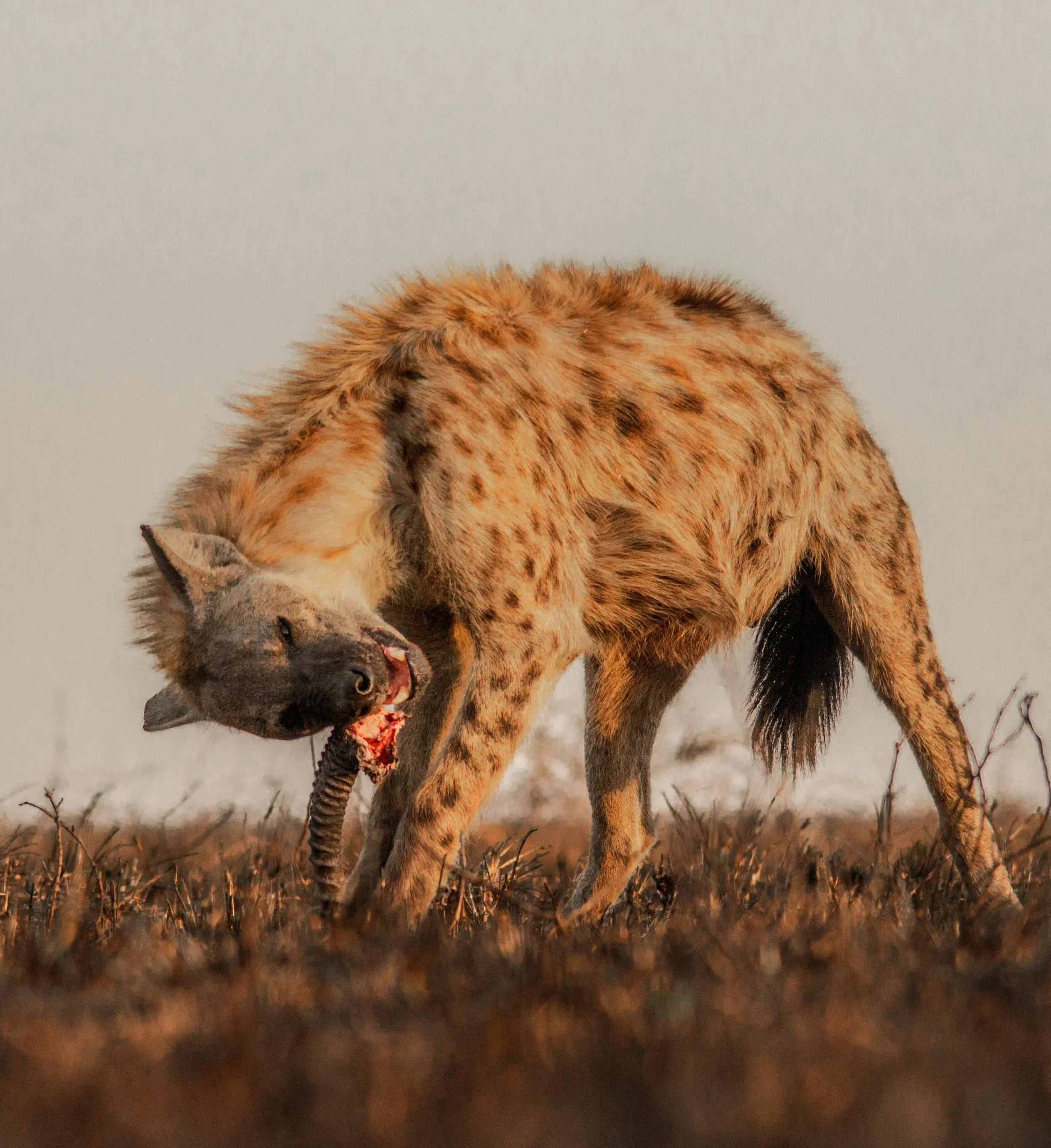 Las hienas no son simples carroñeras: cazan sus propias presas y también sufren el robo de alimento por parte de los leones.