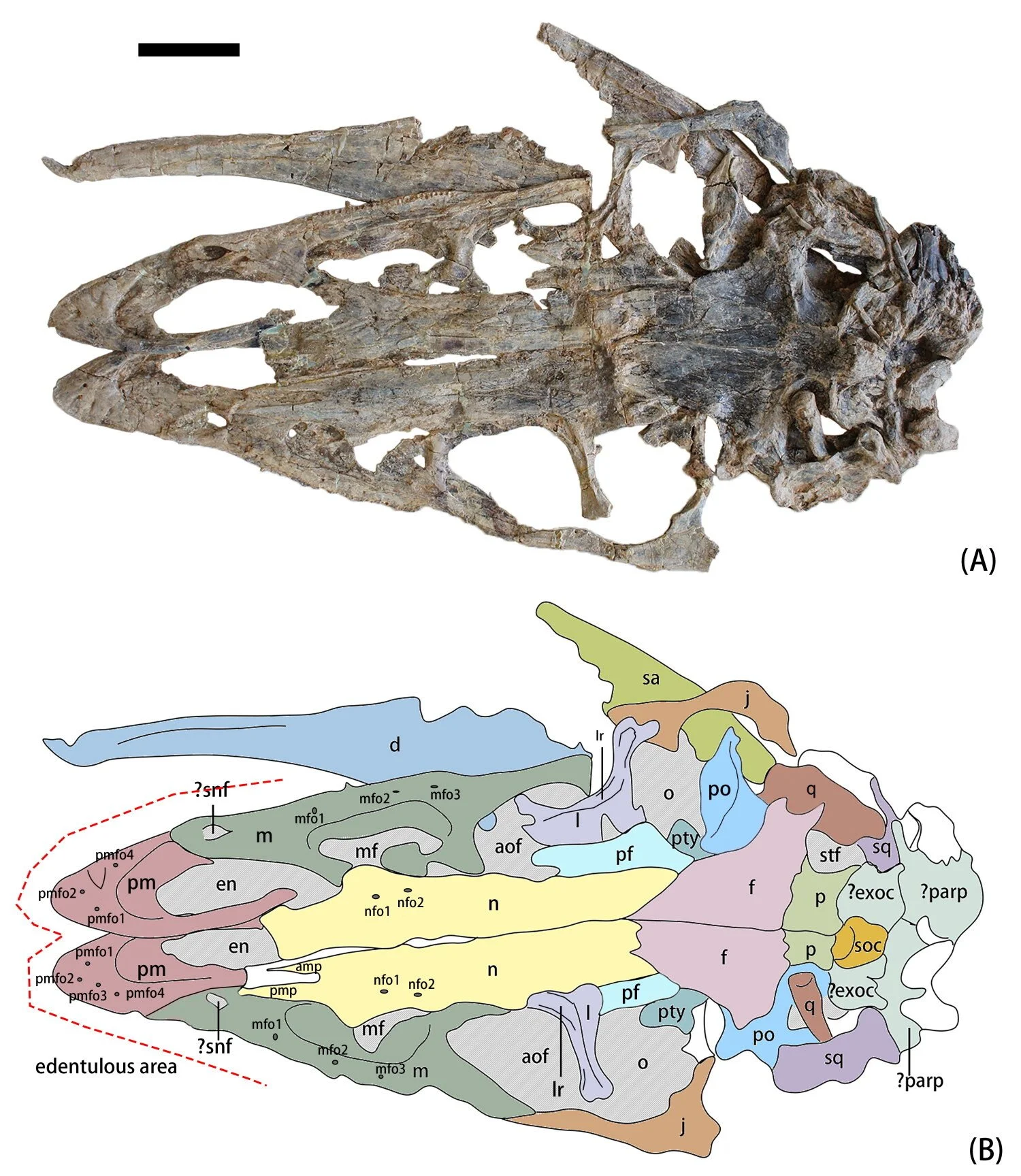 Cráneo fósil de Kayrasaurus changliensis visto desde arriba y reconstrucción interpretativa de sus principales huesos.