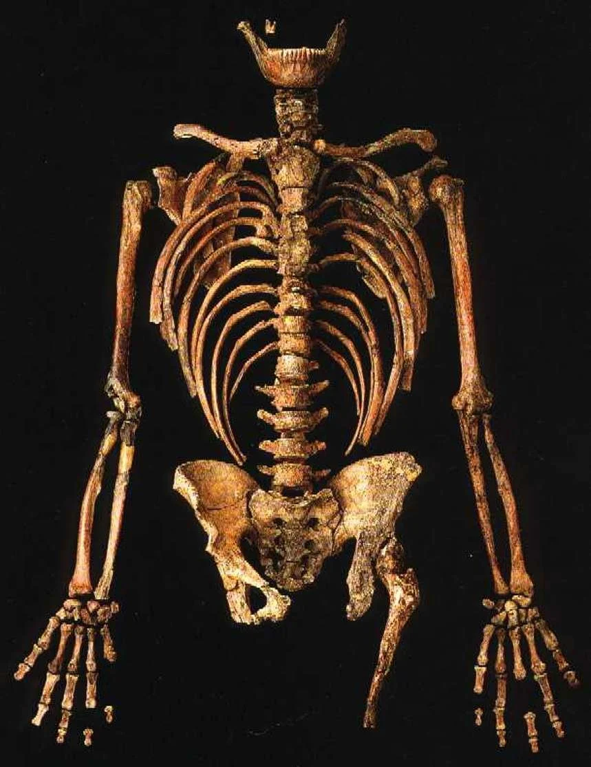Reconstrucción del esqueleto de Kebara 2, un neandertal masculino que vivió hace unos 55.000 años en la región del monte Carmelo, en Israel.