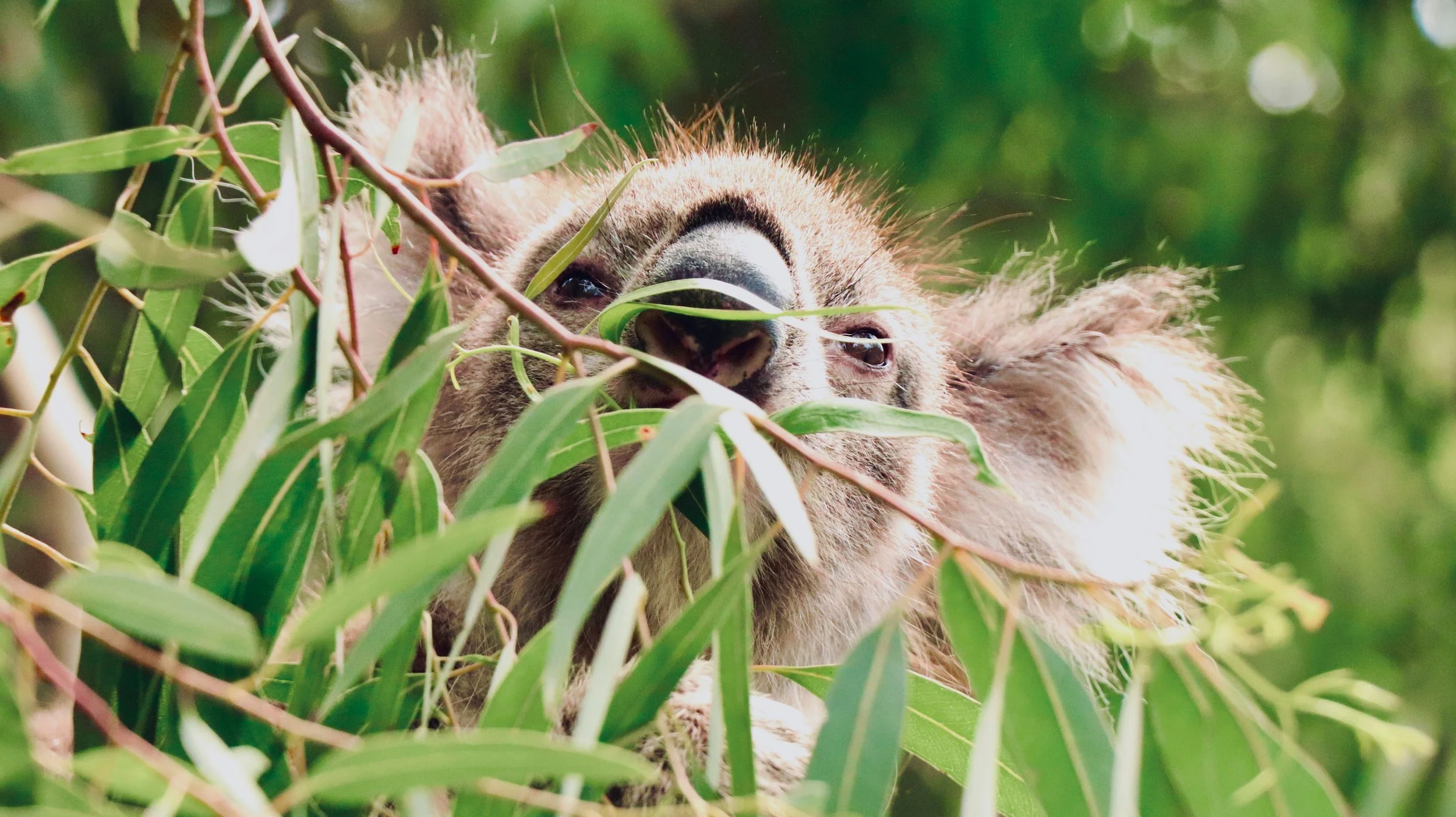 El koala depende casi exclusivamente de las hojas de eucalipto para alimentarse, una especialización que lo hizo especialmente vulnerable a los cambios climáticos y a la reducción de los bosques durante las glaciaciones.