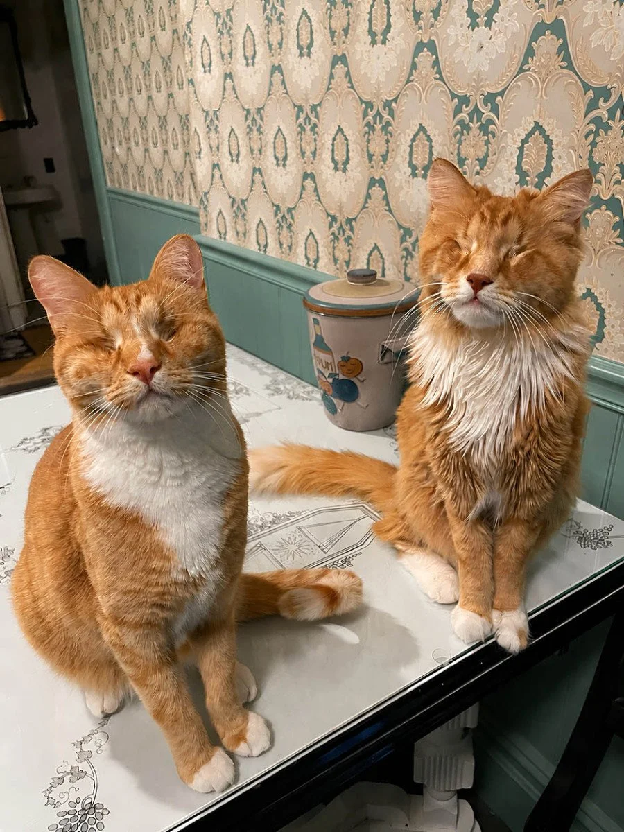 Gary, a la izquierda, y Shaggy, los primeros gatos domésticos con síndrome de Marfan caracterizado y confirmado molecularmente.