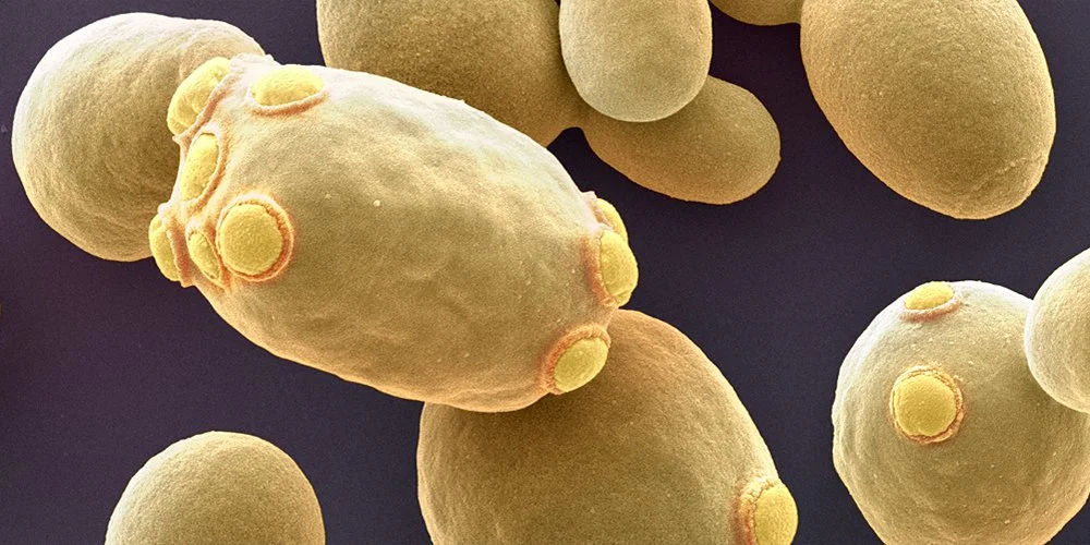 Células de la levadura de panadero Saccharomyces cerevisiae, uno de los microorganismos empleados para transformar residuos vegetales en proteínas y producir vainillina, la molécula responsable del aroma de la vainilla.