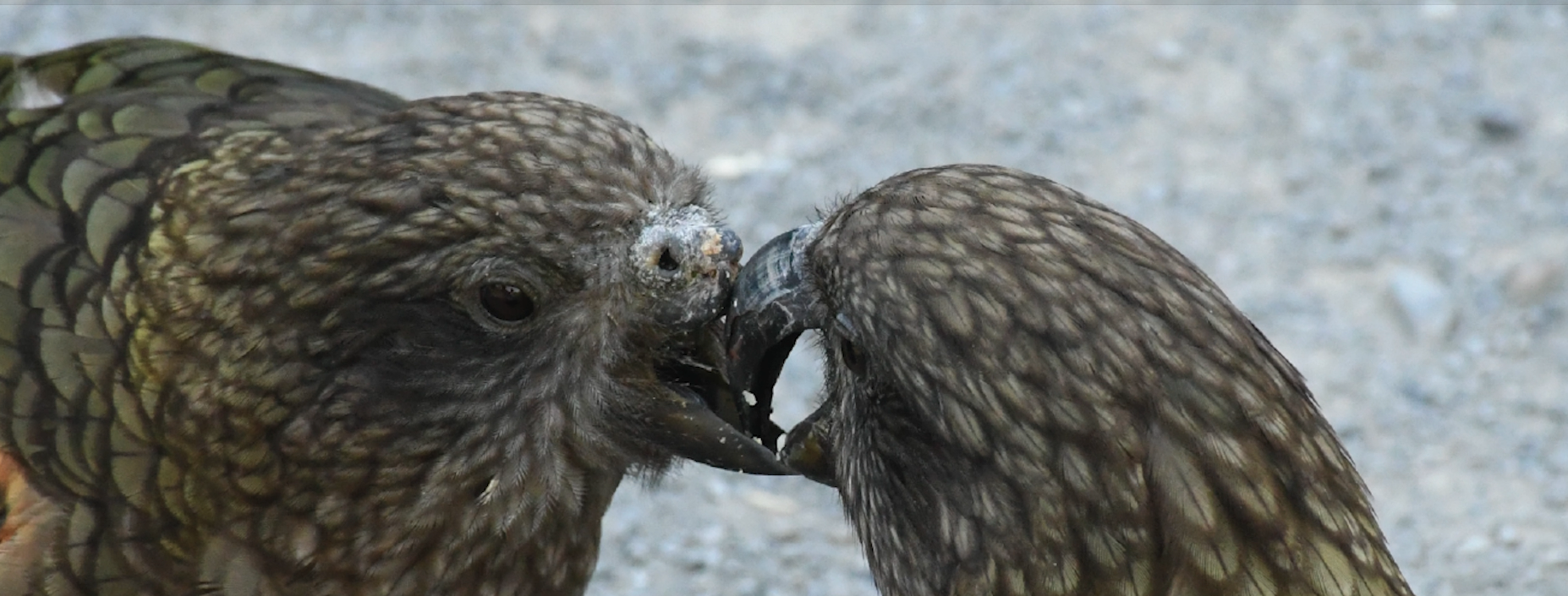 El acicalamiento entre individuos revela la jerarquía del grupo: los machos subordinados cuidan incluso el pico de Bruce, reforzando su posición como macho alfa.