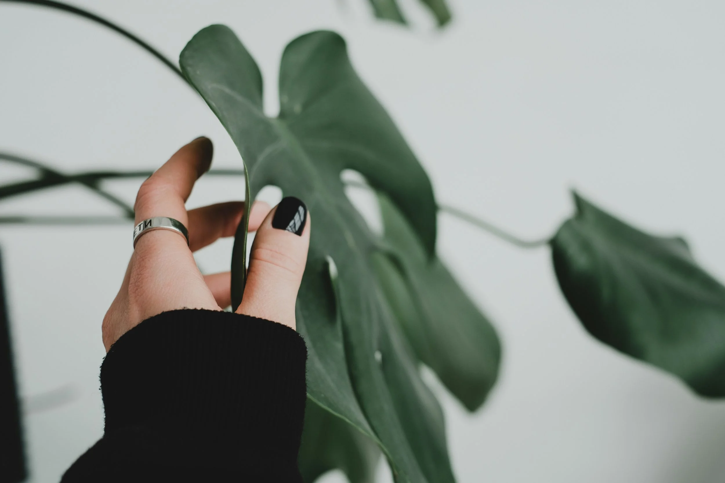 Un simple roce puede activar señales moleculares que modifican la actividad de los genes y el crecimiento de las plantas.
