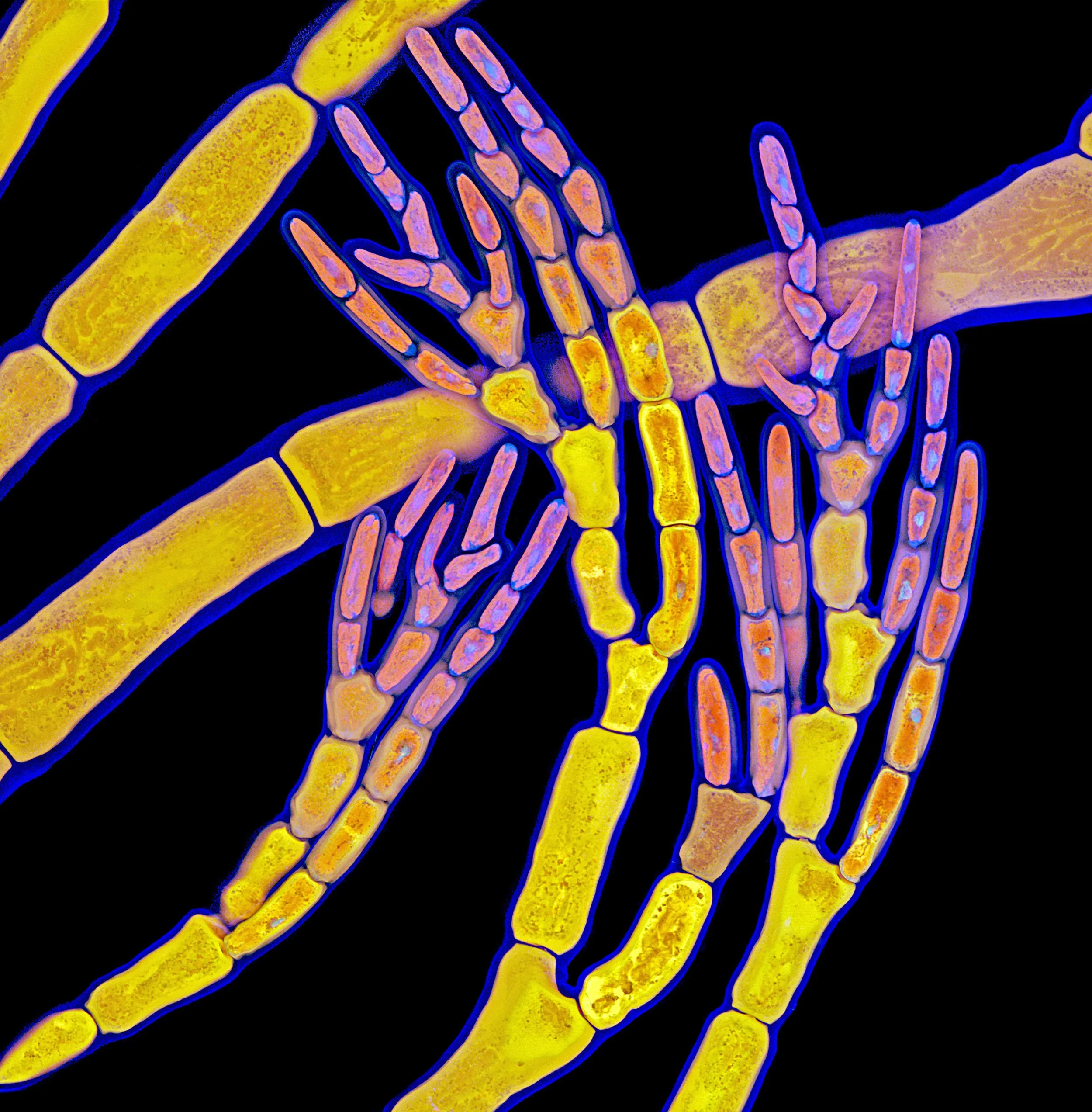 Las algas rojas —arriba—, que surgieron durante el Mesoproterozoico, fueron uno de los primeros organismos complejos capaces de producir oxígeno a gran escala.