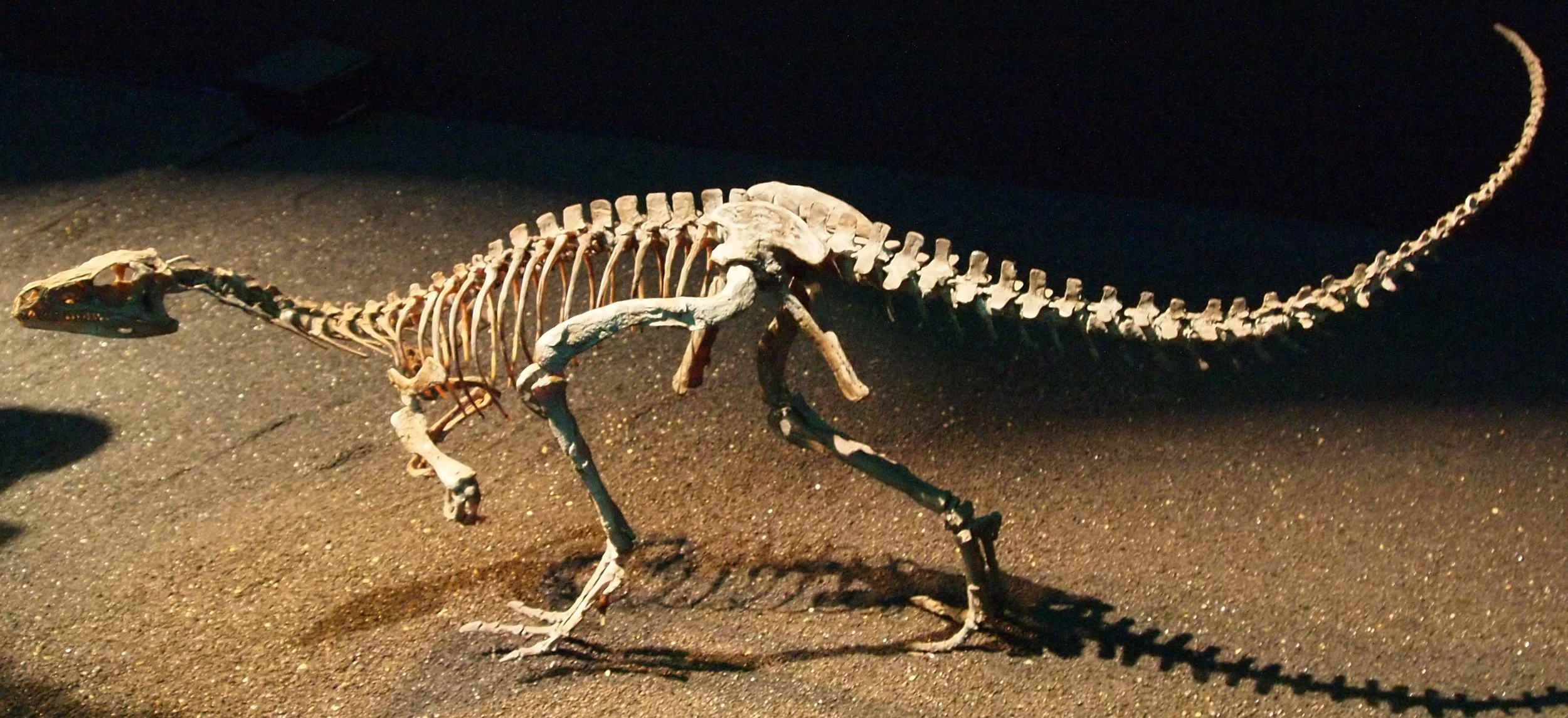 Réplica el esqueleto de un Eoraptor.