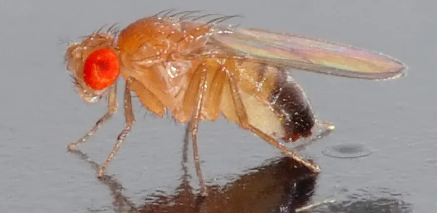 La mosca de la fruta, Drosophila melanogaster, permitió estudiar cómo cambia la organización tridimensional del ADN durante la regeneración de los tejidos.