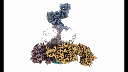 Animación basada en crio-microscopía electrónica que muestra la estructura tridimensional de la unión móvil, la maquinaria molecular que utiliza Plasmodium falciparum para adherirse e invadir los glóbulos rojos.