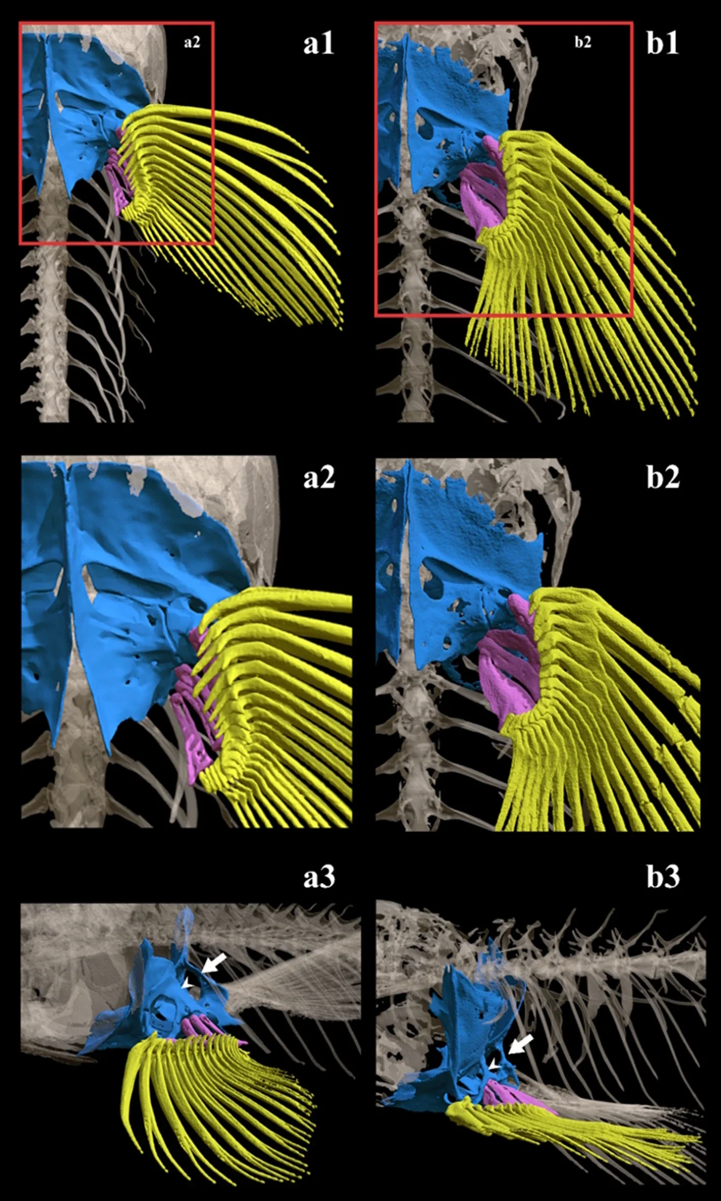 Comparación anatómica del aparato pectoral en peces africanos: reconstrucciones en 3D (escáner CT) muestran la estructura del cinturón pectoral en Parakneria thysi (izquierda) frente a Kneria stappersii (derecha).