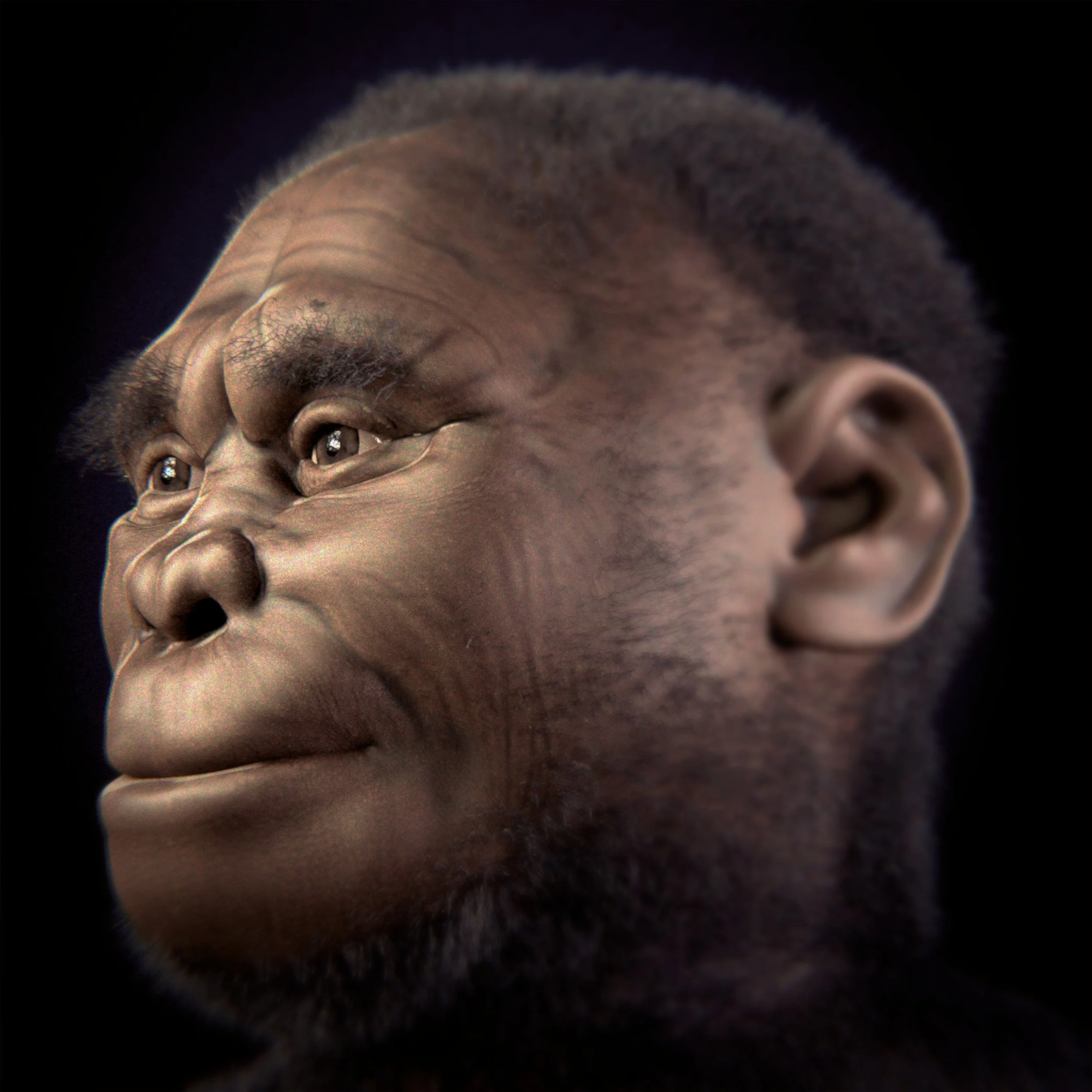 Reconstrucción facial de Homo floresiensis, una especie humana de pequeño cuerpo y cerebro reducido descubierta en la isla indonesia de Flores.