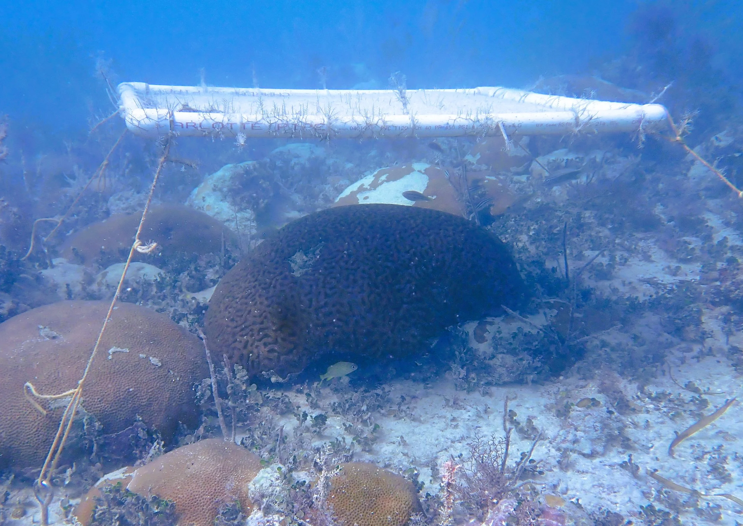 Un coral protegido por uno de los toldos submarinos del ensayo en los cayos de Florida. Estas estructuras reducen la luz para mitigar el blanqueamiento asociado al calor.