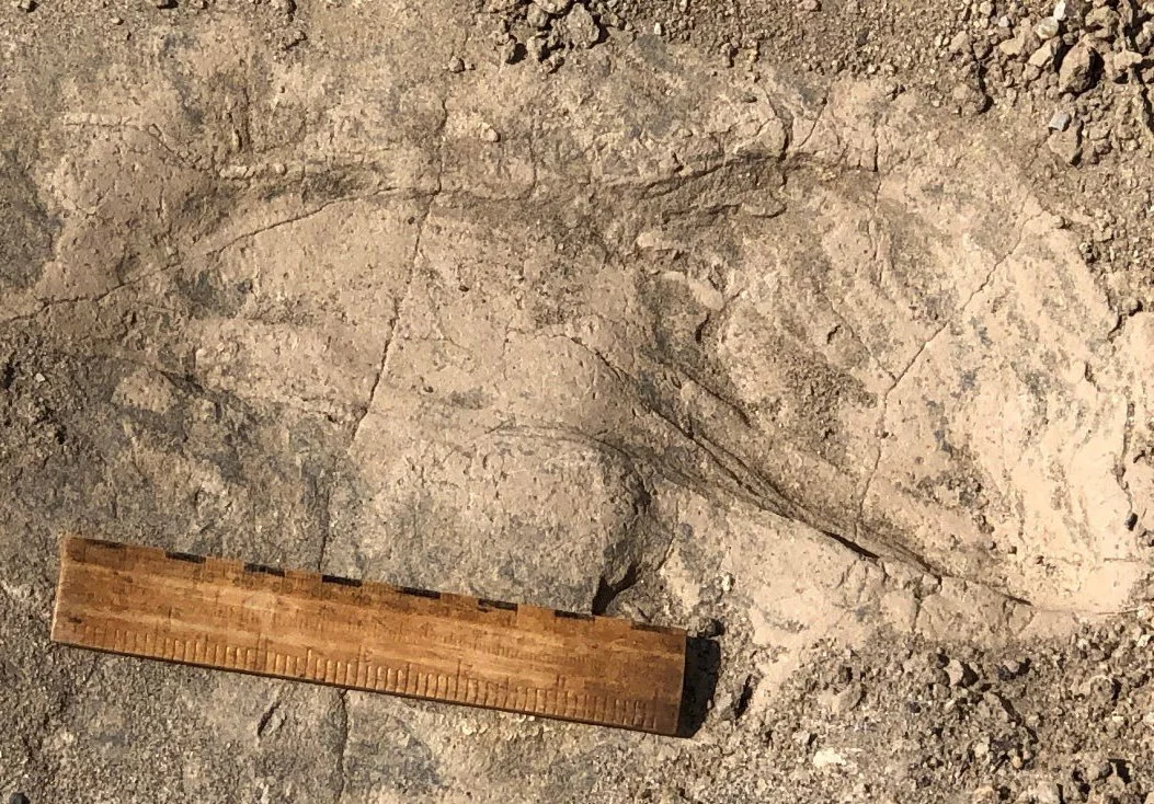 Una de las huellas fósiles de Paranthropus boisei descubiertas en el yacimiento de GaJi10, en el norte de Kenia.